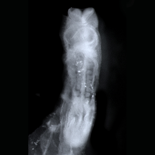 CS10 3-D model — HDBR Atlas